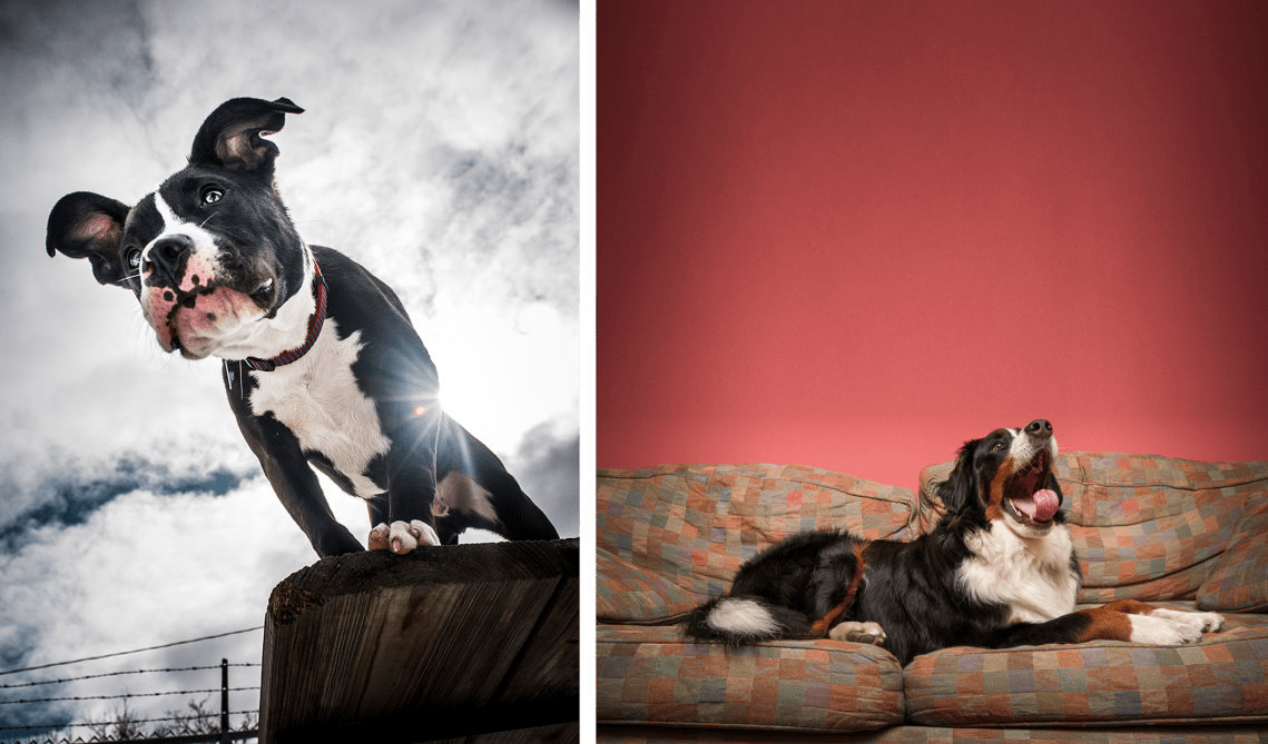 2013_Baldwin Dogs_DSC3467